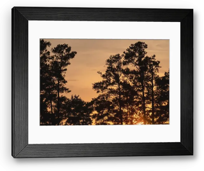 Framed Print : Longleaf pine (Pinus palustris) forest at sunset, North Carolina, United States Framed Print : Longleaf pine (Pinus palustris) forest at sunset, North Carolina, United States