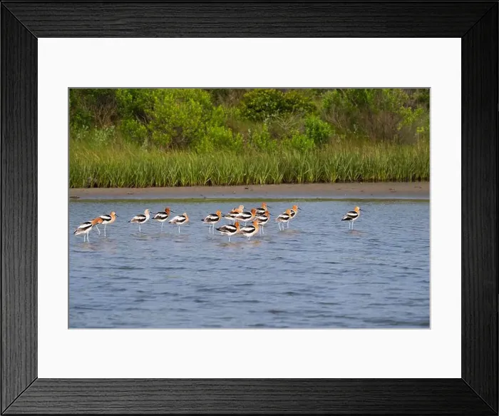 Framed Print : The flock of American avocets feeding in a tidal marsh, Galveston, Texas Framed Print : The flock of American avocets feeding in a tidal marsh, Galveston, Texas