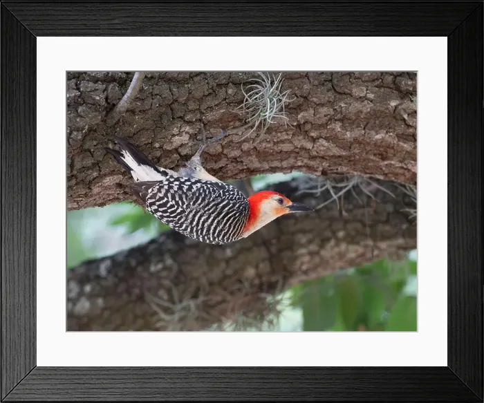 Framed Print : Red-bellied woodpecker (Melanerpes carolinus) looking for food over tree at Hermann Park, Houston, Texas, USA Framed Print : Red-bellied woodpecker (Melanerpes carolinus) looking for food over tree at Hermann Park, Houston, Texas, USA