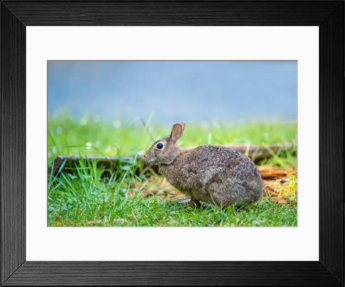 Framed Print : Deception Pass State Park, Washington, USA. Brush Rabbit in North Beach area munching grass Framed Print : Deception Pass State Park, Washington, USA. Brush Rabbit in North Beach area munching grass