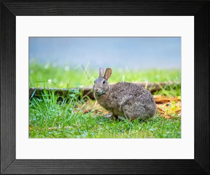 Framed Print : Deception Pass State Park, Washington, USA. Brush Rabbit in North Beach area munching grass Framed Print : Deception Pass State Park, Washington, USA. Brush Rabbit in North Beach area munching grass