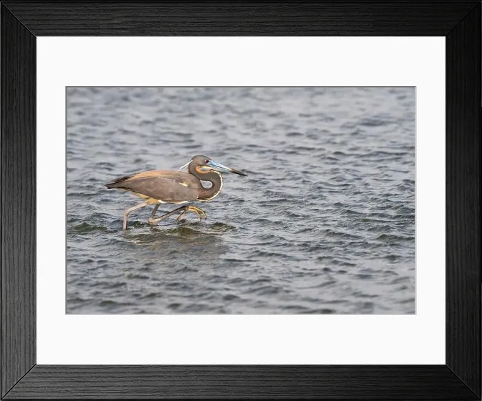 Framed Print : The tricolored heron (Egretta tricolor) fishing in the Galveston Bay, Galveston, Texas, USA Framed Print : The tricolored heron (Egretta tricolor) fishing in the Galveston Bay, Galveston, Texas, USA