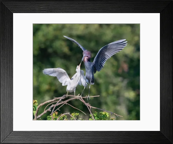 Framed Print : The little blue heron (Egretta caerulea) feeding its fledgling at Resoft Park, Texas, USA Framed Print : The little blue heron (Egretta caerulea) feeding its fledgling at Resoft Park, Texas, USA
