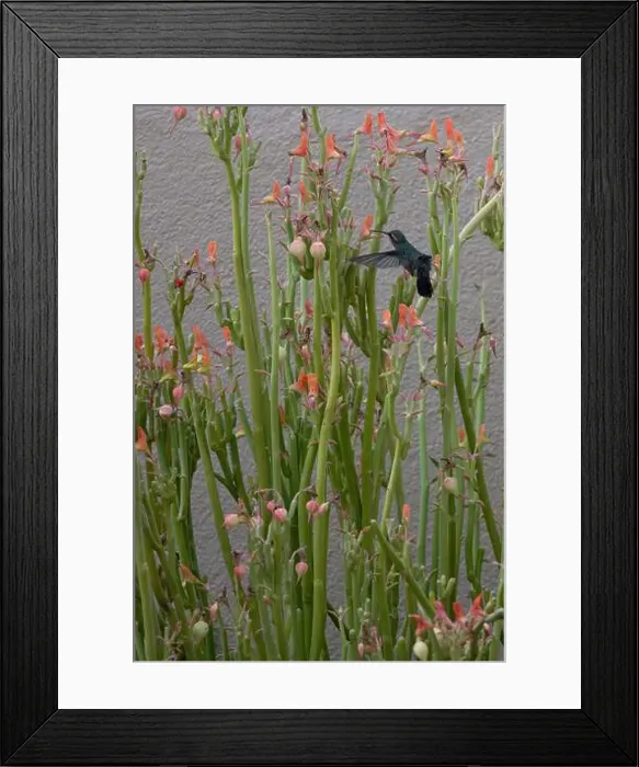 Framed Print : Wind fluffs feathers of tiny hummingbird as it sips nectar of Lady Slipper blossom in Southwest courtyard garden Framed Print : Wind fluffs feathers of tiny hummingbird as it sips nectar of Lady Slipper blossom in Southwest courtyard garden