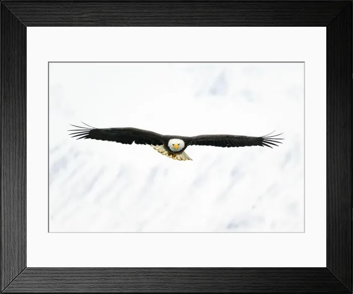 Framed Print : Bald Eagle Flying toward camera with snow covered mountains Framed Print : Bald Eagle Flying toward camera with snow covered mountains