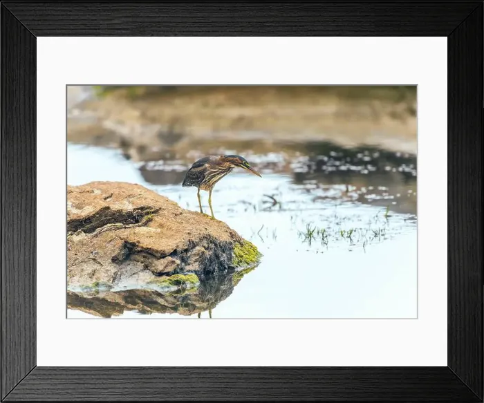 Framed Print : Green Heron (Butorides virescens) sitting on a rock on the Potomac River Framed Print : Green Heron (Butorides virescens) sitting on a rock on the Potomac River