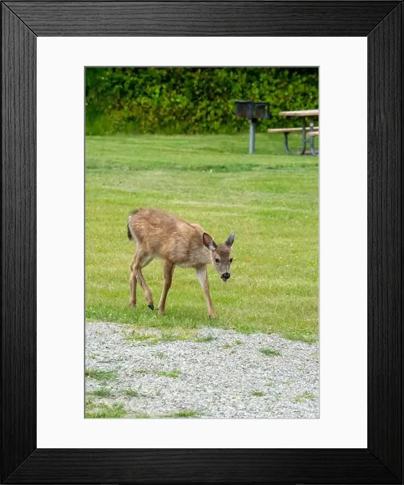Framed Print : Fort Ebey State Park, Washington, USA. Black-tailed deer doe walking in a picnic area with her tongue out Framed Print : Fort Ebey State Park, Washington, USA. Black-tailed deer doe walking in a picnic area with her tongue out