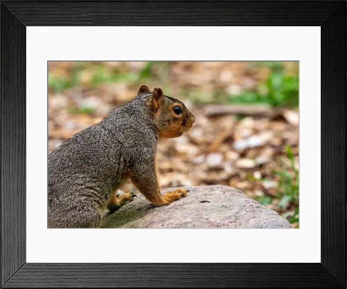 Framed Print : An Eastern Fox Squirrel in Northeast Indiana, USA Framed Print : An Eastern Fox Squirrel in Northeast Indiana, USA