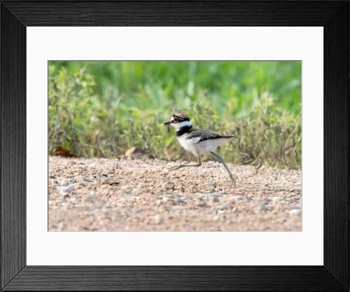 Framed Print : Young killdeer (Chardarius vociferus) is running through the field, Texas, USA Framed Print : Young killdeer (Chardarius vociferus) is running through the field, Texas, USA