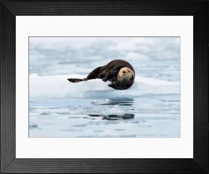 Framed Print : northern sea otter on small iceberg in Alaska Framed Print : northern sea otter on small iceberg in Alaska