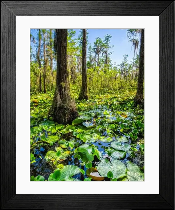Framed Print : Swamp along Grand Bay Boardwalk in the Grand Bay Wildlife Management Area in Valdosta Georgis USA Framed Print : Swamp along Grand Bay Boardwalk in the Grand Bay Wildlife Management Area in Valdosta Georgis USA