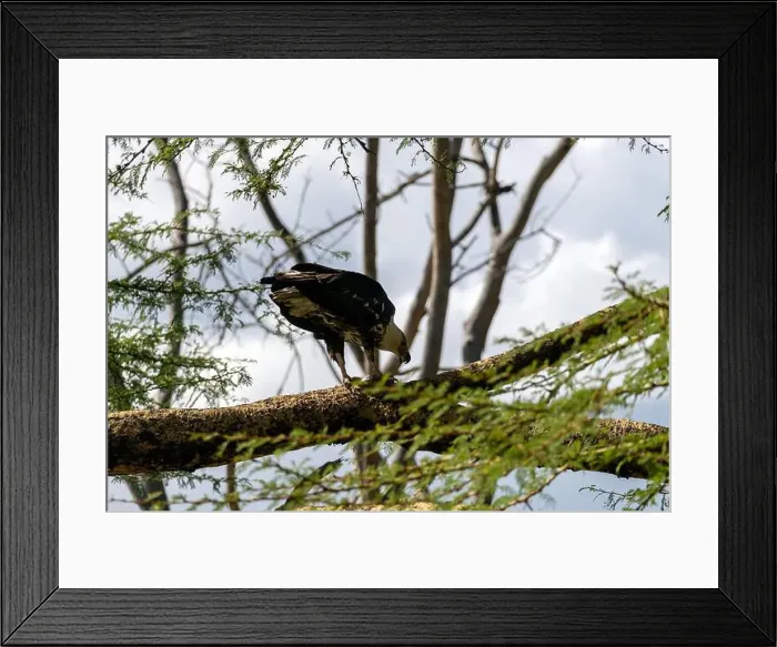 Framed Print : An eagle with a white head sits on a tree branch. Gorgeous strong bald eagle sitting nearby green vegetation Framed Print : An eagle with a white head sits on a tree branch. Gorgeous strong bald eagle sitting nearby green vegetation