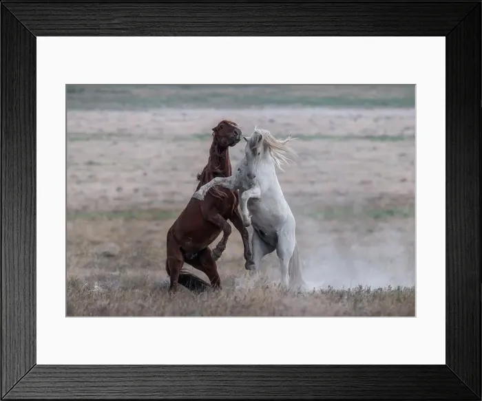Framed Print : The Onaqui Mountain wild horse herd have a slight to moderate build and and range in colors from sorrel Framed Print : The Onaqui Mountain wild horse herd have a slight to moderate build and and range in colors from sorrel
