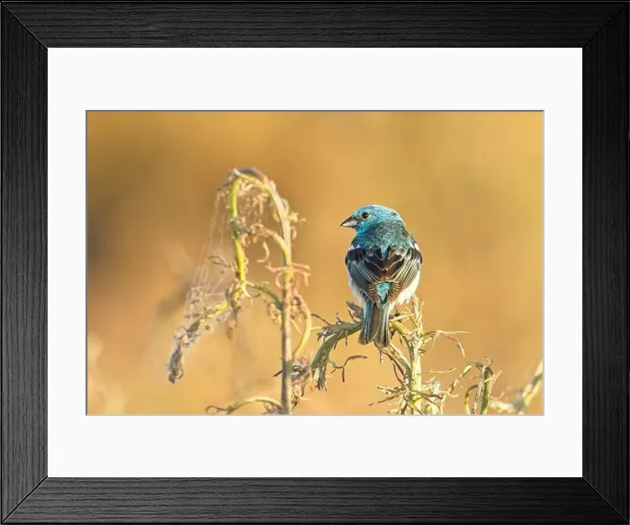 Framed Print : A pretty blue Lazuli Bunting is perched on a plant early in the morning near Liberty Lake, Washington