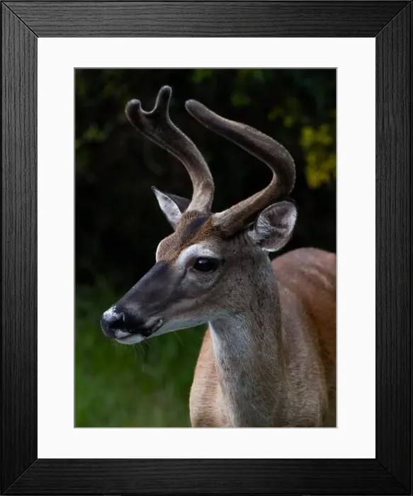 Framed Print : Portrait view of a whitetail deer