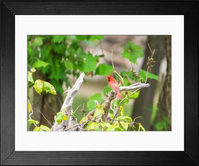 Framed Print : Male Northern Cardinal (Cardinalis cardinalis) perching on a tree branch with its prey Framed Print : Male Northern Cardinal (Cardinalis cardinalis) perching on a tree branch with its prey