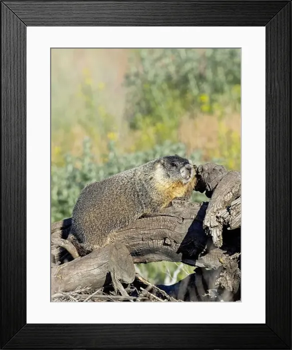 Framed Print : A cute furry yellow-bellied marmot rests on a fallen tree soaking in the sun near Liberty Lake, Washington Framed Print : A cute furry yellow-bellied marmot rests on a fallen tree soaking in the sun near Liberty Lake, Washington