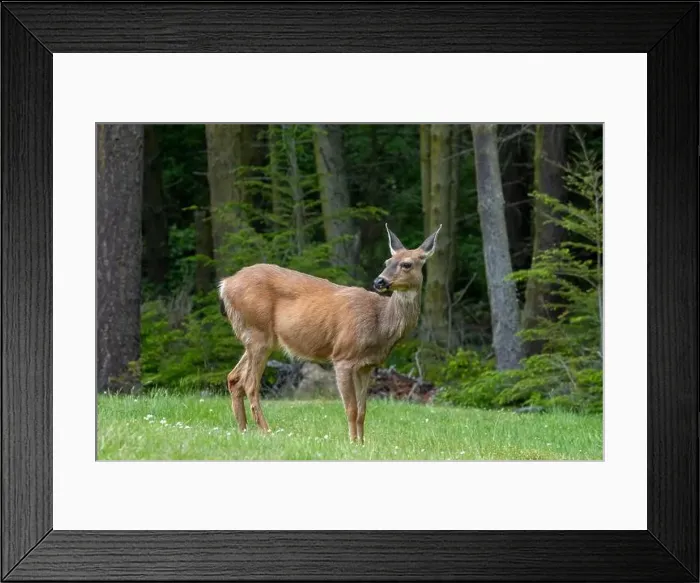 Framed Print : Fort Ebey State Park, Washington, USA. Black-tailed deer doe standing in a meadow near a forest Framed Print : Fort Ebey State Park, Washington, USA. Black-tailed deer doe standing in a meadow near a forest
