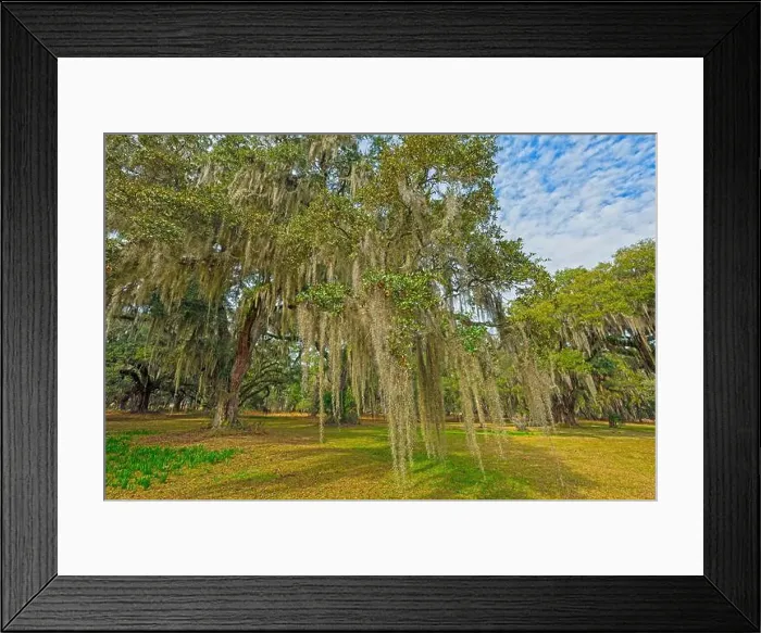 Framed Print : LIve Oak and Spanish Moss on a Former Plantation Framed Print : LIve Oak and Spanish Moss on a Former Plantation