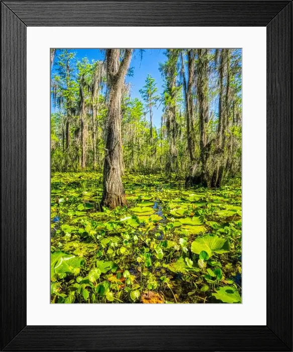 Framed Print : Swamp along Grand Bay Boardwalk in the Grand Bay Wildlife Management Area in Valdosta Georgis USA Framed Print : Swamp along Grand Bay Boardwalk in the Grand Bay Wildlife Management Area in Valdosta Georgis USA