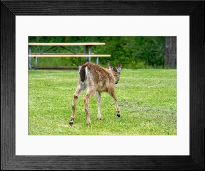 Framed Print : Fort Ebey State Park, Washington, USA. Rear view of a Black-tailed deer doe showing its tail Framed Print : Fort Ebey State Park, Washington, USA. Rear view of a Black-tailed deer doe showing its tail