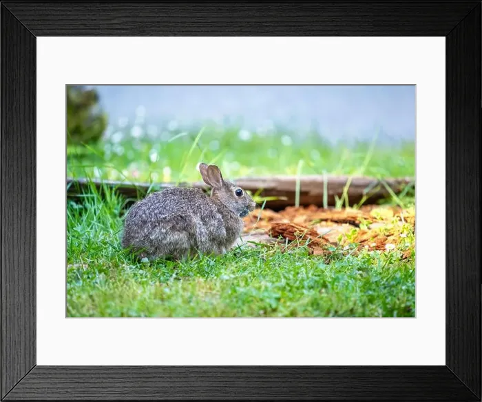 Framed Print : Deception Pass State Park, Washington, USA. Brush Rabbit in North Beach area munching grass Framed Print : Deception Pass State Park, Washington, USA. Brush Rabbit in North Beach area munching grass