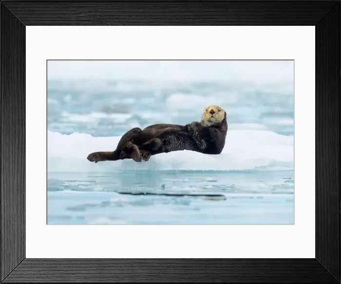 Framed Print : Northern sea otter resting on iceberg in Alaska Framed Print : Northern sea otter resting on iceberg in Alaska