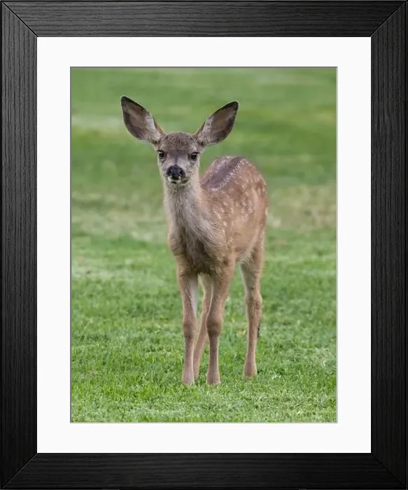 Framed Print : White-spotted Black-tailed Deer Fawn Grazing in Alert. Quail Hollow County Park, Santa Cruz County, California, USA Framed Print : White-spotted Black-tailed Deer Fawn Grazing in Alert. Quail Hollow County Park, Santa Cruz County, California, USA