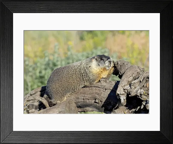Framed Print : A cute furry yellow-bellied marmot rests on a fallen tree soaking in the sun near Liberty Lake, Washington Framed Print : A cute furry yellow-bellied marmot rests on a fallen tree soaking in the sun near Liberty Lake, Washington
