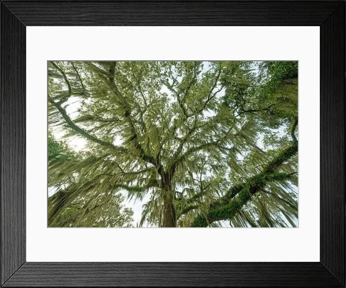 Framed Print : Looking Up At the Spanish Moss on a Cloudy Day in the Ernest F Framed Print : Looking Up At the Spanish Moss on a Cloudy Day in the Ernest F