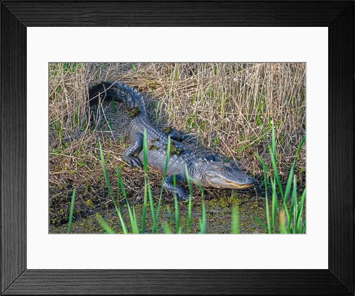 Framed Print : Alligator Watching From a Marshland Shore in the Cameron Prairie National Wildlife Refuge in Louisiana Framed Print : Alligator Watching From a Marshland Shore in the Cameron Prairie National Wildlife Refuge in Louisiana