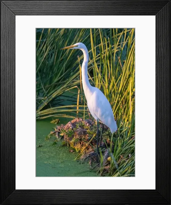 Framed Print : Great Egret Adult Foraging. Sunnyvale WPCP Pond, Santa Clara County, California, USA Framed Print : Great Egret Adult Foraging. Sunnyvale WPCP Pond, Santa Clara County, California, USA