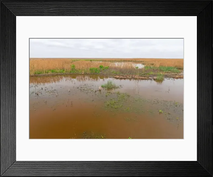 Framed Print : Cloudy Day in a Texas Wildlife Wetland in the Anahuac National Wildlife Refuge in Texas Framed Print : Cloudy Day in a Texas Wildlife Wetland in the Anahuac National Wildlife Refuge in Texas