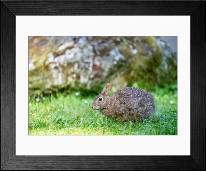 Framed Print : Deception Pass State Park, Washington, USA. Brush Rabbit in North Beach area munching grass Framed Print : Deception Pass State Park, Washington, USA. Brush Rabbit in North Beach area munching grass