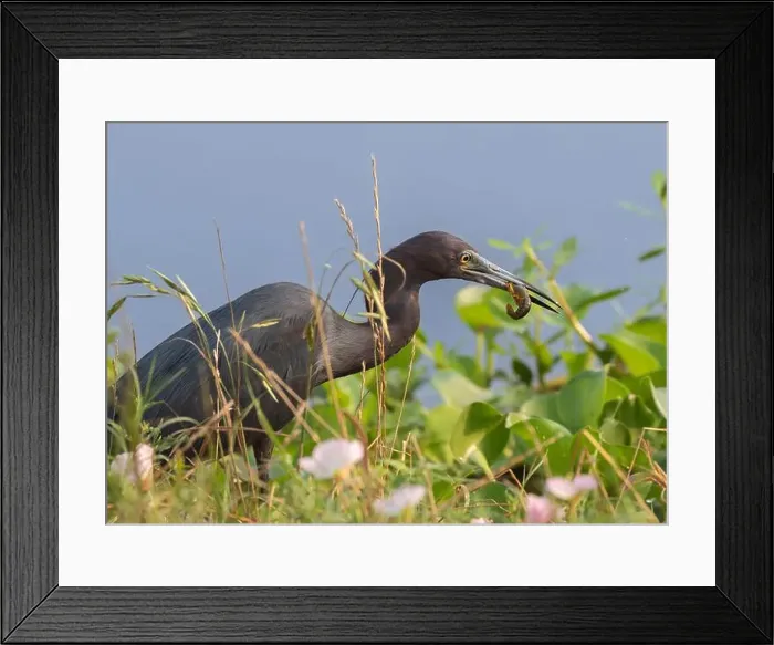 Framed Print : The little blue heron (Egretta caerulea) with caught crawfish Framed Print : The little blue heron (Egretta caerulea) with caught crawfish