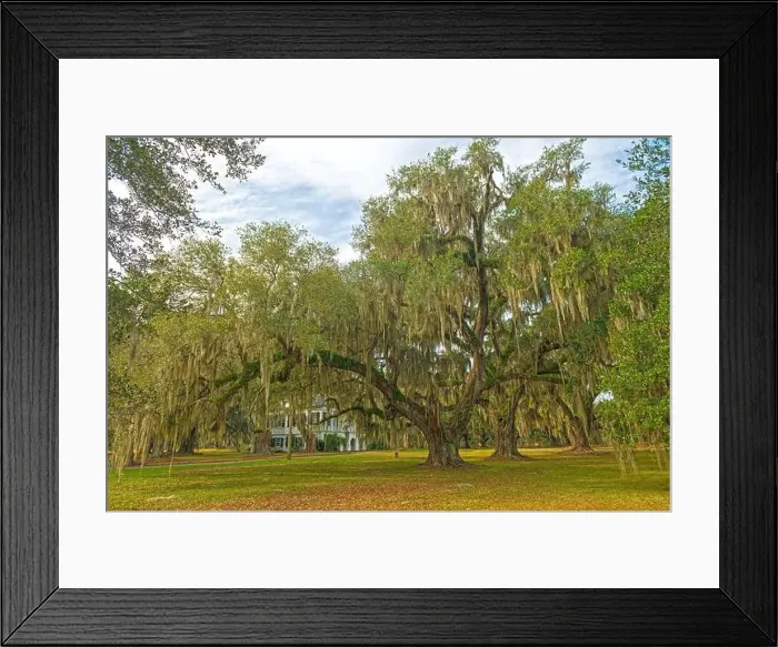 Framed Print : Live Oak on Former Plantation Grounds on the Ernest F.Hollings ACE Basin National Wildlife Refuge in South Carolina Framed Print : Live Oak on Former Plantation Grounds on the Ernest F.Hollings ACE Basin National Wildlife Refuge in South Carolina