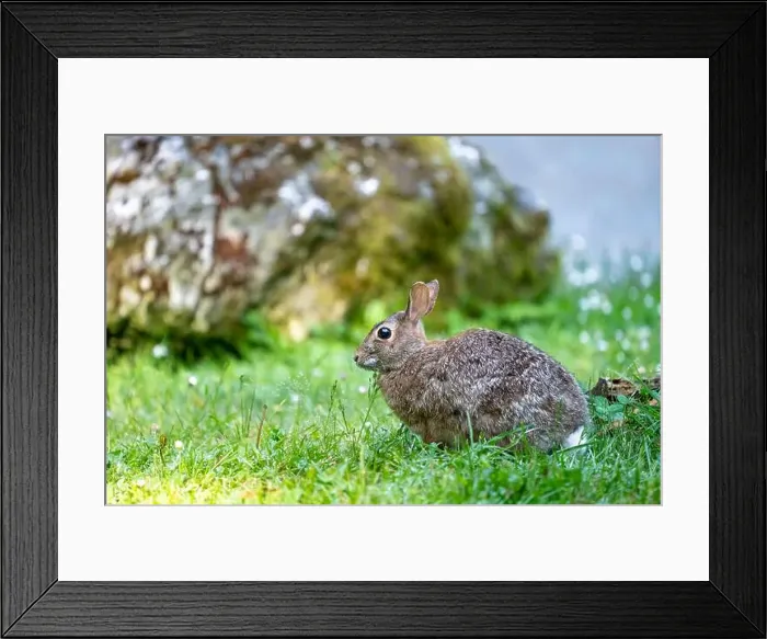Framed Print : Deception Pass State Park, Washington, USA. Brush Rabbit in North Beach area munching grass Framed Print : Deception Pass State Park, Washington, USA. Brush Rabbit in North Beach area munching grass