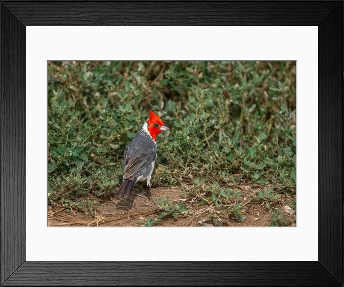 Framed Print : A Red-crested cardinal in Honolulu, Oahu, Hawaii, USA Framed Print : A Red-crested cardinal in Honolulu, Oahu, Hawaii, USA