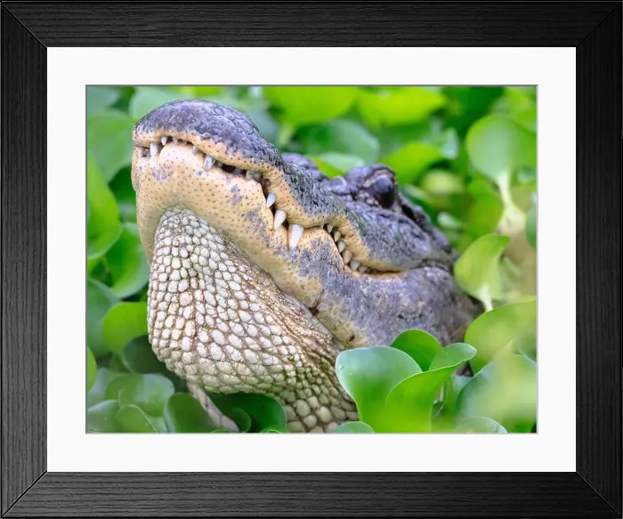 Framed Print : American alligator making a call, close up. Brazos Bend State Park, Texas, USA Framed Print : American alligator making a call, close up. Brazos Bend State Park, Texas, USA