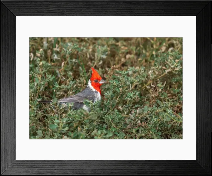 Framed Print : A Red-crested cardinal in Honolulu, Oahu, Hawaii, USA