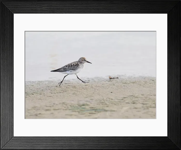 Framed Print : The sanderling (Calidris alba) in summer plumage running through the beach, Galveston, Texas, USA Framed Print : The sanderling (Calidris alba) in summer plumage running through the beach, Galveston, Texas, USA
