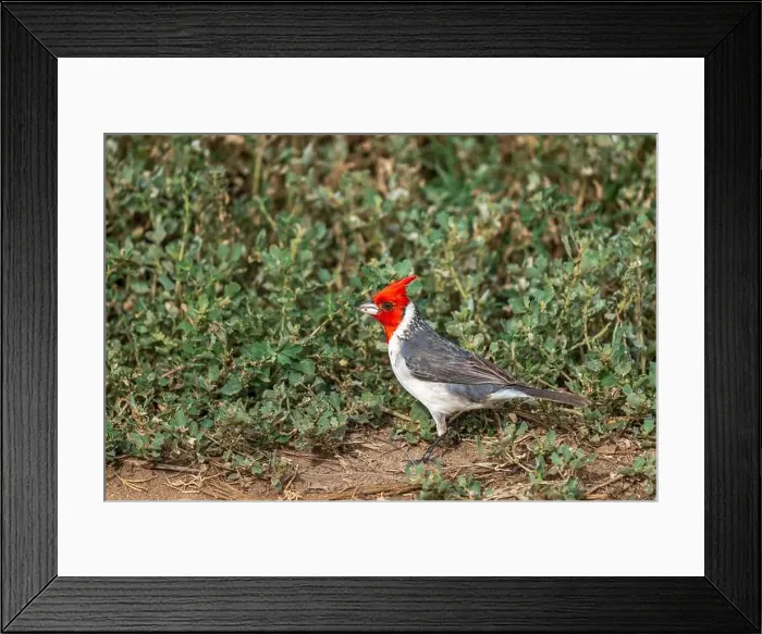Framed Print : A Red-crested cardinal in Honolulu, Oahu, Hawaii, USA Framed Print : A Red-crested cardinal in Honolulu, Oahu, Hawaii, USA