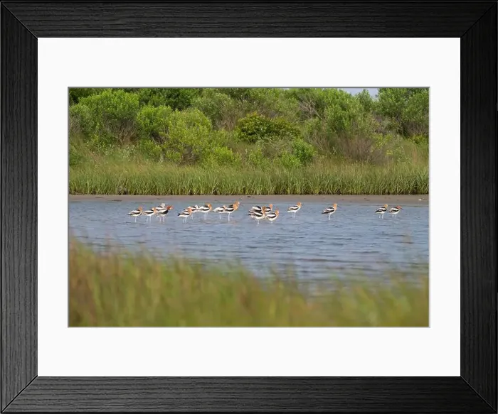 Framed Print : The flock of American avocets feeding in a tidal marsh, Galveston, Texas Framed Print : The flock of American avocets feeding in a tidal marsh, Galveston, Texas