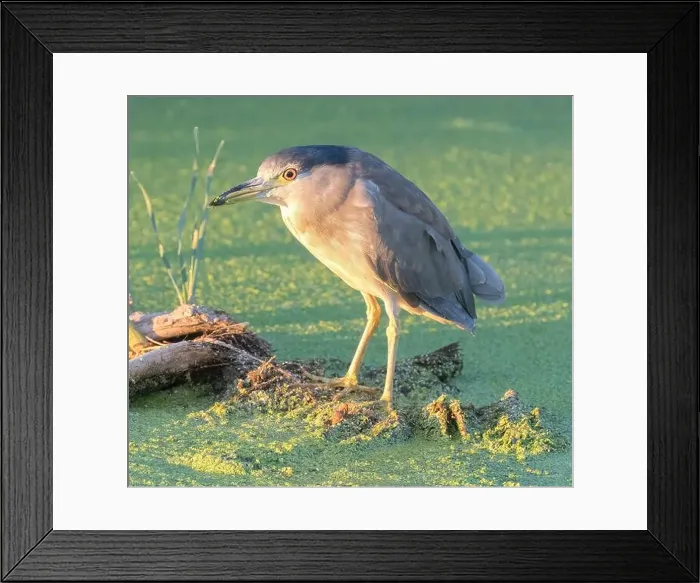 Framed Print : Black-crowned Night-Heron adult foraging at sundown. Sunnyvale WPCP Pond, Santa Clara County, California, USA Framed Print : Black-crowned Night-Heron adult foraging at sundown. Sunnyvale WPCP Pond, Santa Clara County, California, USA
