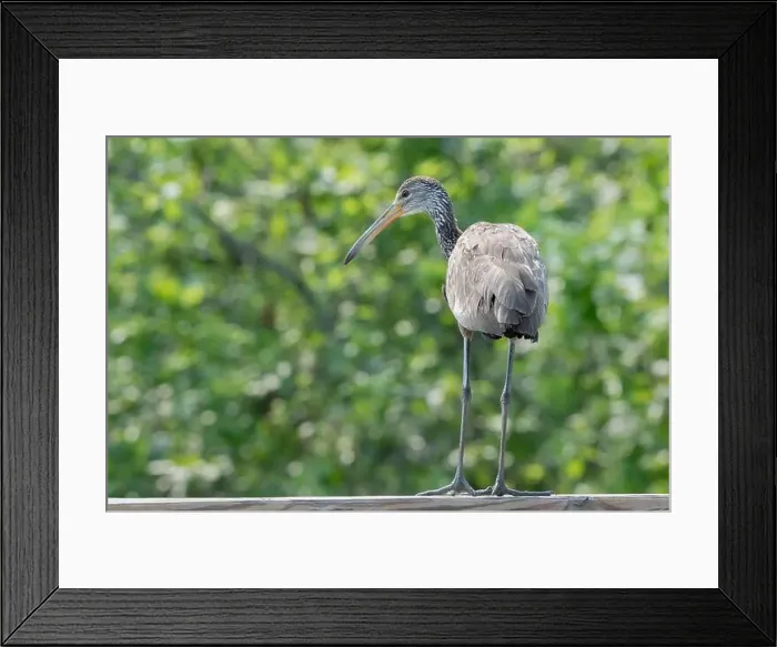 Framed Print : Limpkin (Aramus guarauna) flying over forest lake, Fort Bend County, Texas, USA Framed Print : Limpkin (Aramus guarauna) flying over forest lake, Fort Bend County, Texas, USA