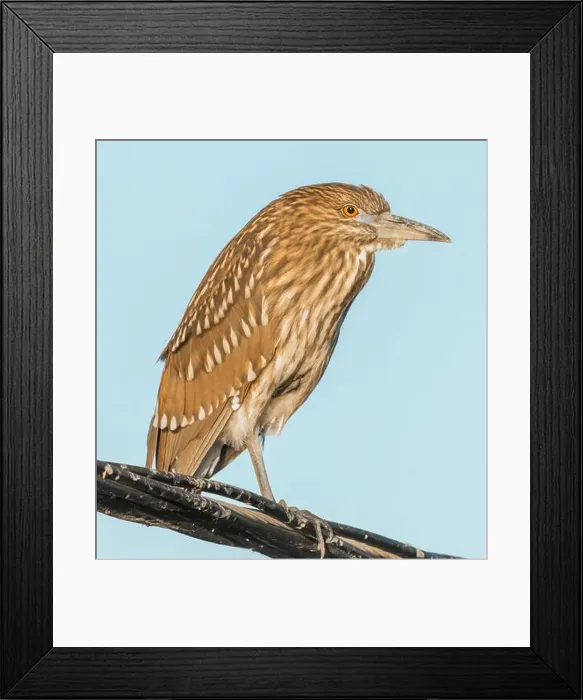 Framed Print : Black-crowned Night Heron, juvenile, perched on electric wire. WPCP Sunnyvale, Santa Clara County, California, USA