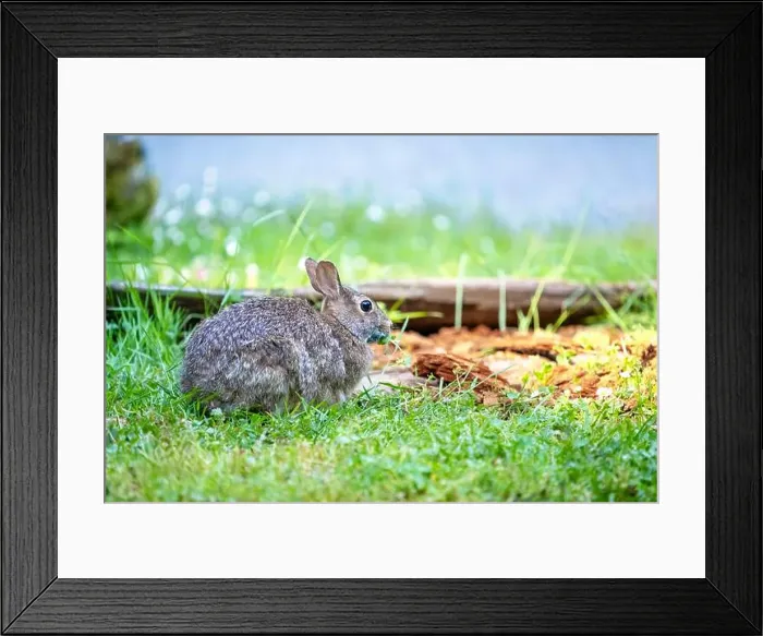 Framed Print : Deception Pass State Park, Washington, USA. Brush Rabbit in North Beach area munching grass Framed Print : Deception Pass State Park, Washington, USA. Brush Rabbit in North Beach area munching grass