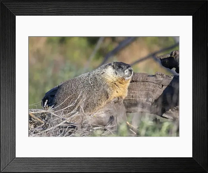 Framed Print : A cute furry yellow-bellied marmot rests on a fallen tree soaking in the sun near Liberty Lake, Washington Framed Print : A cute furry yellow-bellied marmot rests on a fallen tree soaking in the sun near Liberty Lake, Washington