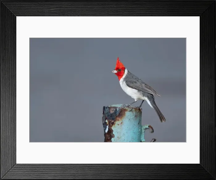 Framed Print : A Red-crested cardinal in Honolulu, Oahu, Hawaii, USA Framed Print : A Red-crested cardinal in Honolulu, Oahu, Hawaii, USA