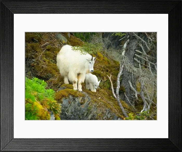 Framed Print : Mountain goat nanny and kid on mossy cliff Framed Print : Mountain goat nanny and kid on mossy cliff